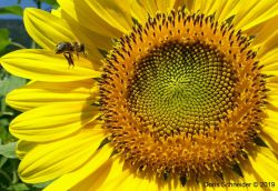 Sonnenblume - Biene im Anflug